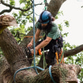 Will home insurance cover tree removal?